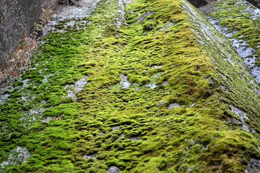 Texture of green moss on stone wall background