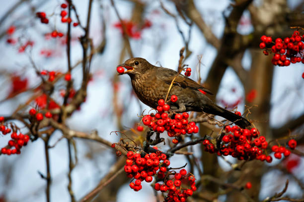 istock Blackbirds feasting on the rowan berry crop 1356199578