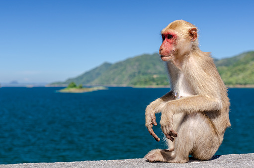 Monkey sit alone at dam under the clear blue sky and sun with mountain and dark blue water as background