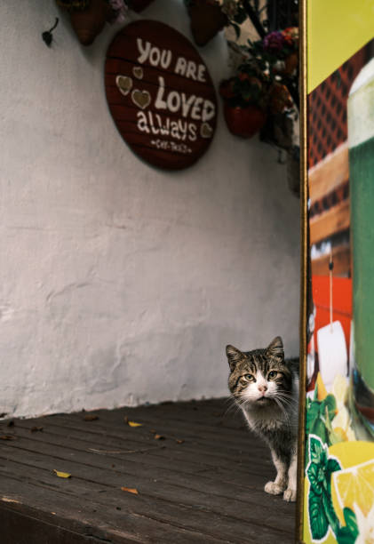 istock Stray cat on the street 1356201511