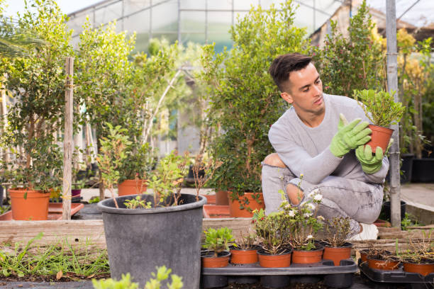 istock Worker gardening in glasshouse 1356202731