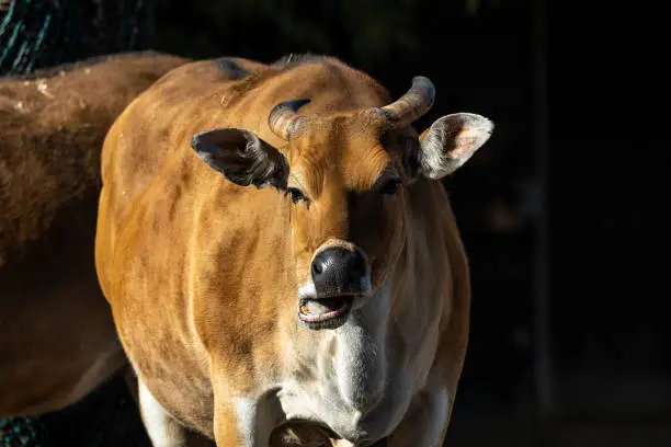 Banteng, Bos javanicus or Red Bull It is a type of wild cattle But there are key characteristics that are different from cattle and bison: a white band bottom in both males and females.