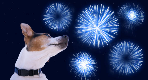 istock Safety of pets during fireworks concept 1356204911
