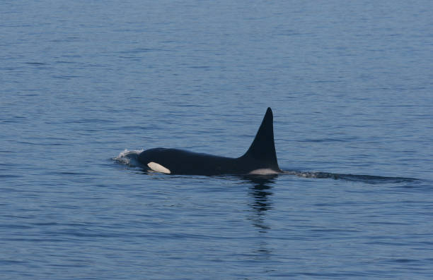 istock Male Orca swimming. 1356204931
