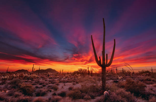 istock Arizona desert landscape with Saguaro Cactus at sunset 1356206418