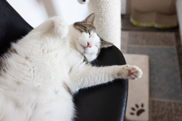 istock Happy cat laying on leather chair next to scratching post 1356208156