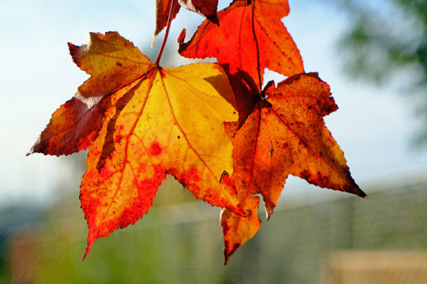 Bunch of hanging warm golden coloured autumn Red Maple tree  leaves backlit by sunlight. Red, orange, yellow, green. Dry rot decay and mottled mould