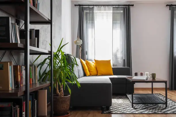 Gray sofa with yellow pillows in the living room. Bookshelf with books and green plant. Windows with gray curtains. Daylight.