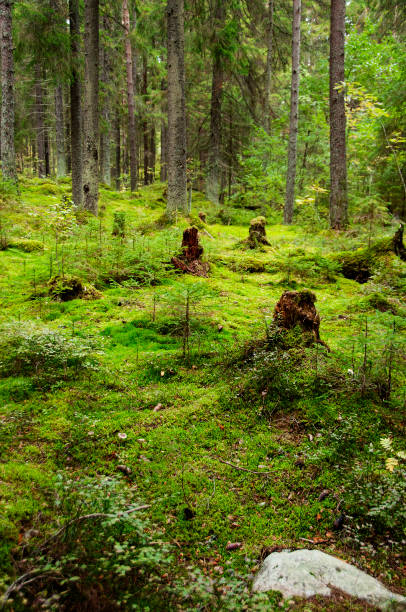 istock fairy tale glade in spruce forest, russia, karelia 1356211468