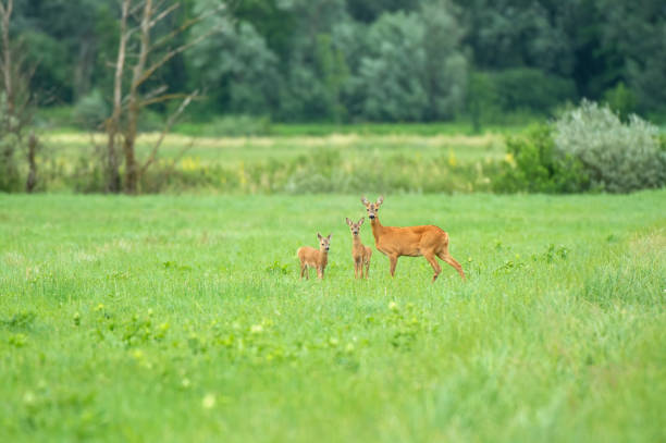 Female roe deer with two cubs standing in a field stock photo