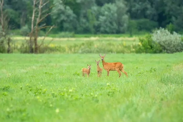 Photo of Female roe deer with two cubs standing in a field