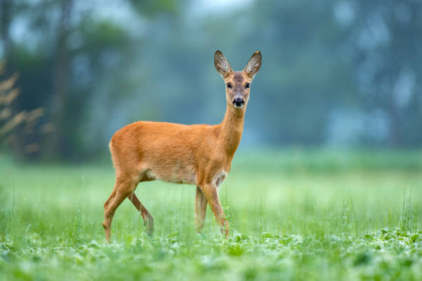 istock Female roe deer standing in a field 1356212848