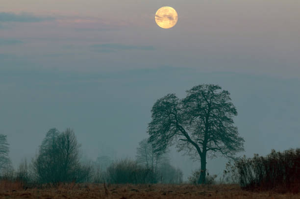 istock Moon rising above tree and landscape in early evening 1356212908