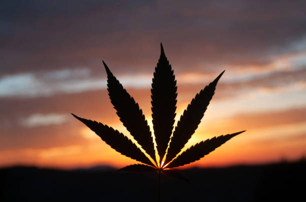 Silhouette of cannabis leaf, backlit by early morning sun stock photo