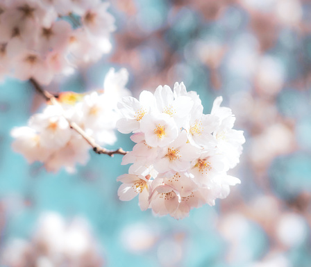 Macro image of a small branch of a cherry tree in blossom in April, with soft pink delicate flowers against a clear sky.