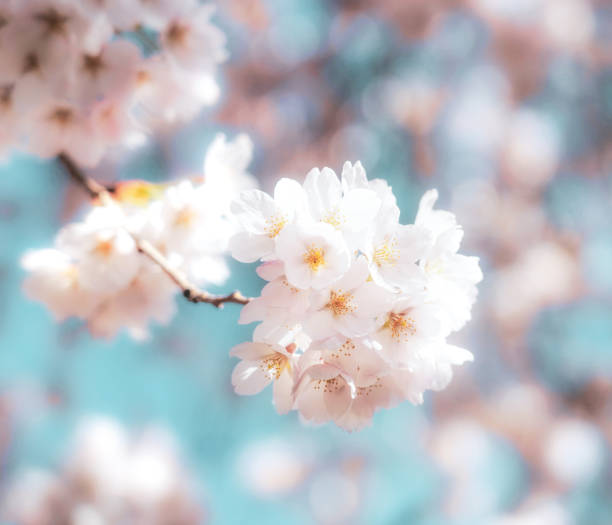 Cherry blossom in springtime - macro Macro image of a small branch of a cherry tree in blossom in April, with soft pink delicate flowers against a clear sky. april photos stock pictures, royalty-free photos & images