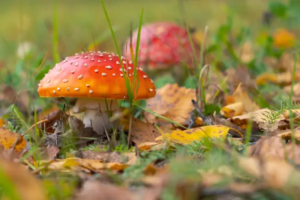 Autumn scene with red fly agaric and leaves. Selective focus