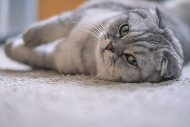 istock Scottish fold cat close up in the house environment looking at worm light 1356214681