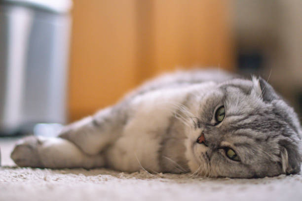 istock Scottish fold cat close up in the house environment looking at worm light 1356214724