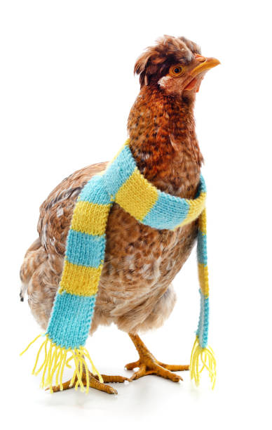 istock Chicken in a scarf. 1356216044