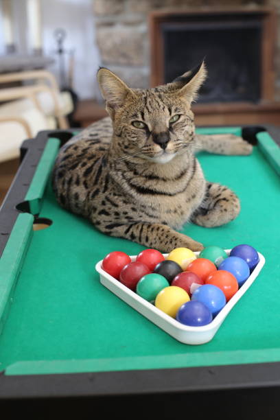 istock Stunning Savannah cat with black nose with pool table 1356216862