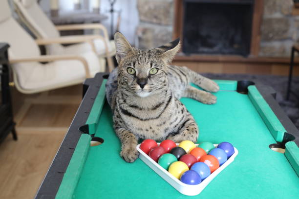 istock Stunning Savannah cat with black nose with pool table 1356216863