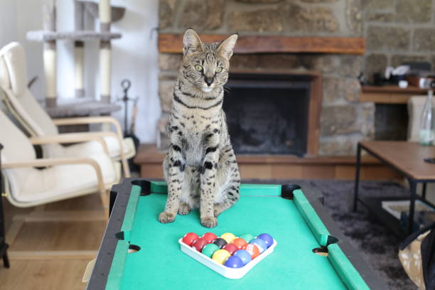 istock Stunning Savannah cat with black nose with pool table 1356216865