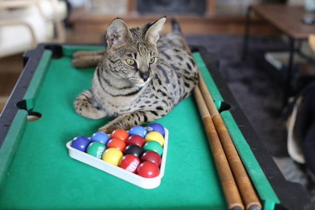 istock Stunning Savannah cat with black nose with pool table 1356216868