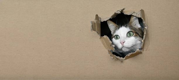 istock Cute tabby cat looking funny out of a hole in a cardboard box. Panoramic image with copy space. 1356218366