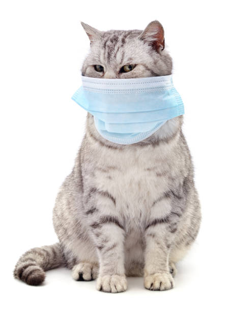 istock Cat in medical mask. 1356218468
