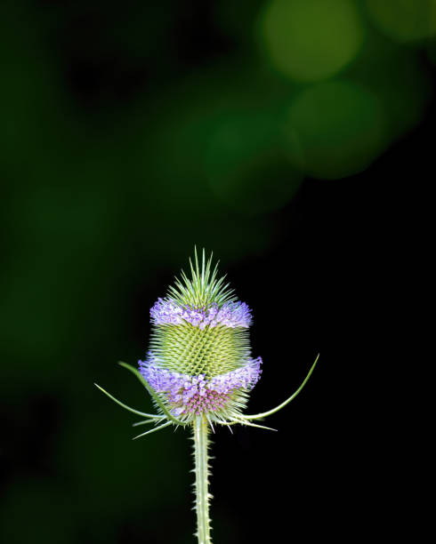 Flowers and head, shallow depth of field