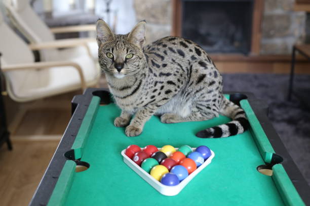 istock Stunning Savannah cat with black nose with pool table 1356221149