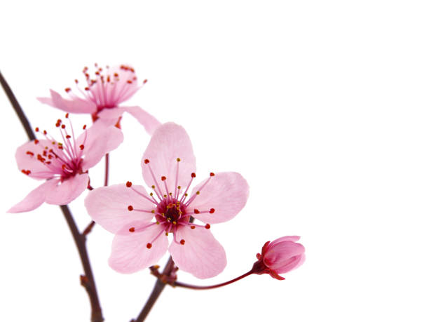 istock Pink cherry blossom branch in spring isolated on white 1356221228