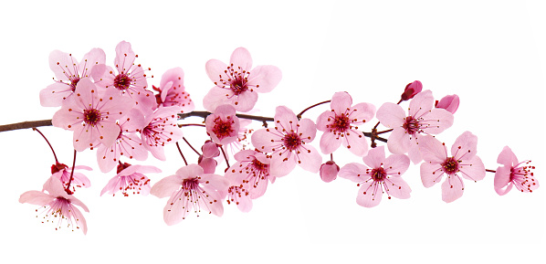 Pink cherry blossom branch in spring isolated on white background