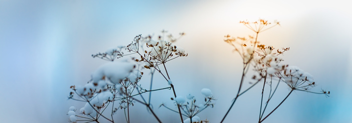 Paisaje panorámico de invierno con hierba seca congelada. Flores secas de invierno en la nieve photo