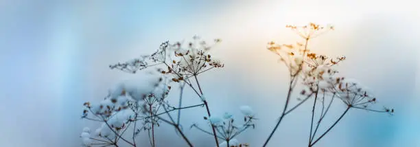 Winter panoramic scenery with frozen dry grass. Winter dried flowers in snow