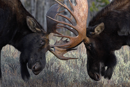 Bull moose lock large, mature horns and clash in dramatic battle during elk rut in Jackson, Wyoming, near Grand Teton National Park