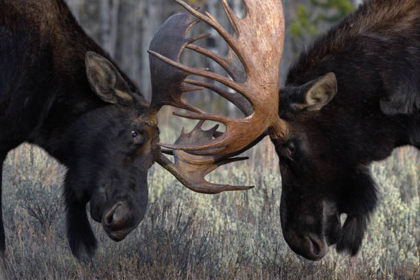 Bull moose battle during rutting season in Wyoming stock photo