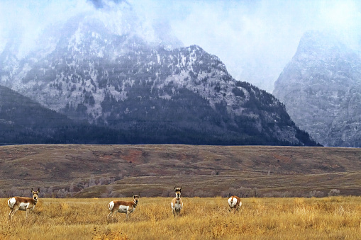 Family group of pronghorn antelope stand in golden meadow with Teton Mountains as background in Grand Teton National Park in Wyoming