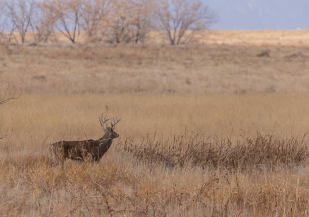 istock Whitetail Deer Buck in Autumn 1356224026