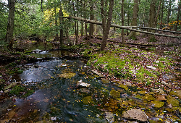 Forest creek stock photo