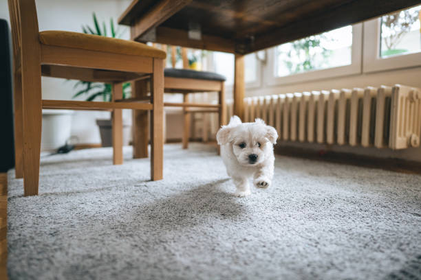 mignon petit bichon frise courant à travers la maison - moquette photos et images de collection