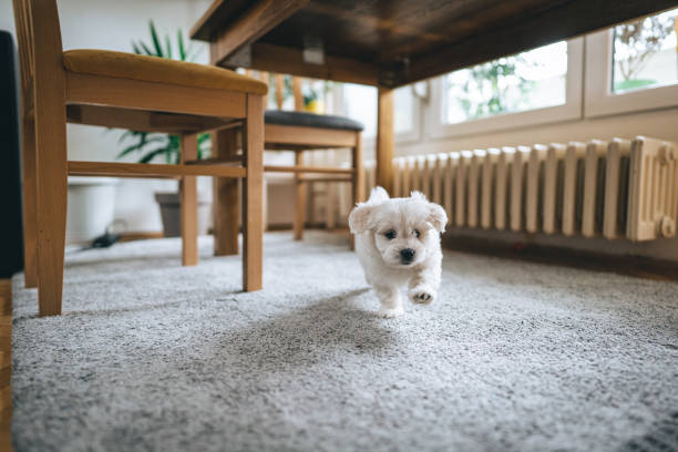 Cute little bichon frise running through house Cute little playful bichon frise running through house maltese dog stock pictures, royalty-free photos & images