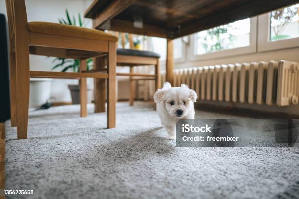Cute Little Bichon Frise Running Through House Stock Photo - Download Image Now - Carpet - Decor, Dog, Living Room