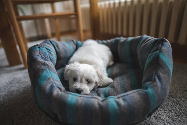 Small dog laying in his bed in his orange color bed