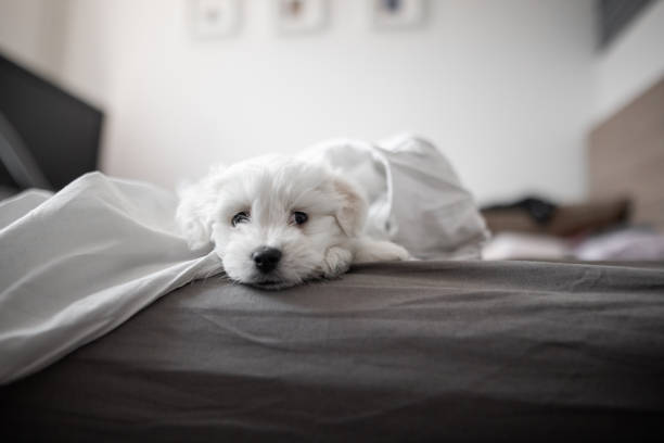 Cute little dog lying on bed in bedroom