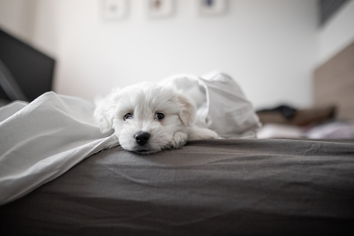 istock Cute dog lying on bed in bedroom 1356226118