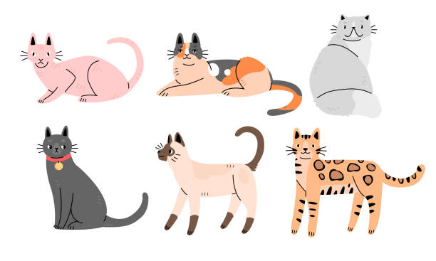 ilustraciones, imágenes clip art, dibujos animados e iconos de stock de conjunto de lindos gatos de diferentes razas en estilo plano de dibujos animados. colección de personajes de gatos. - bengals