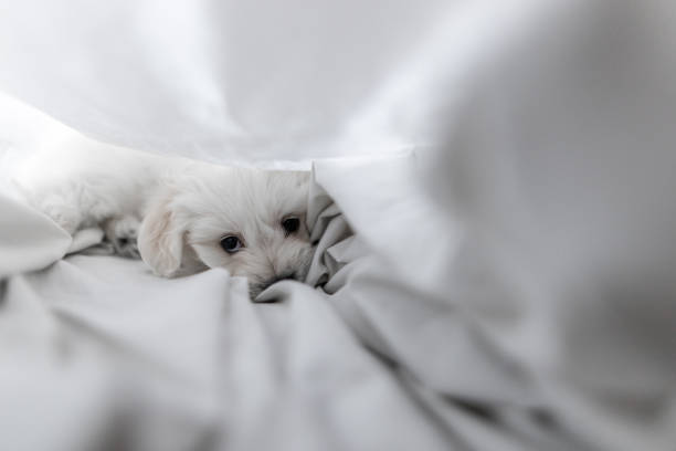istock Cute dog lying under blanket in bed and looking at camera 1356227554