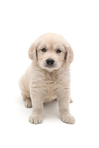 istock Golden Retriever dog portrait 1356229030